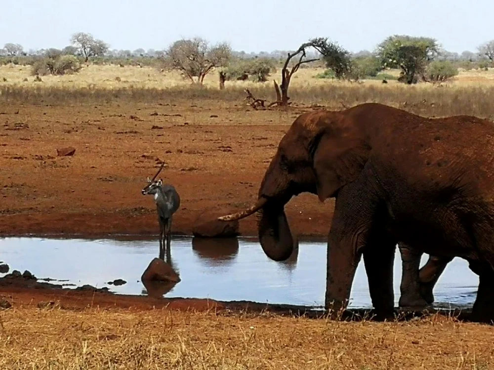 elefant kenya