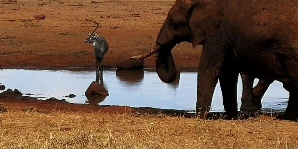 elefant kenya