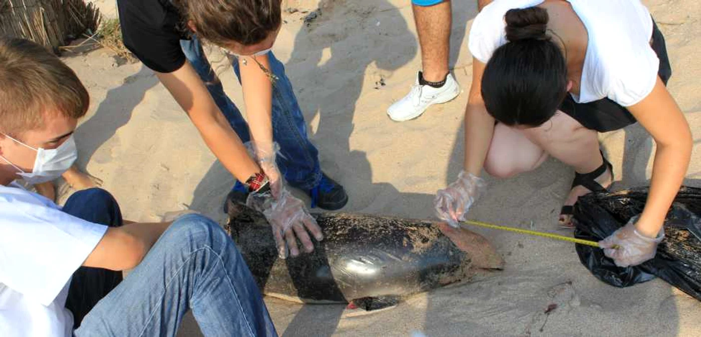 Delfinul a fost ucis de o ambarcaţiune
