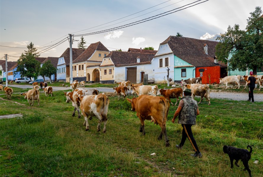 Viscri, satul Regelui Charles, era pe lista demolărilor în comunism. Cum a devenit un model de dezvoltare rurală, care atrage 70.000 de turiști pe an