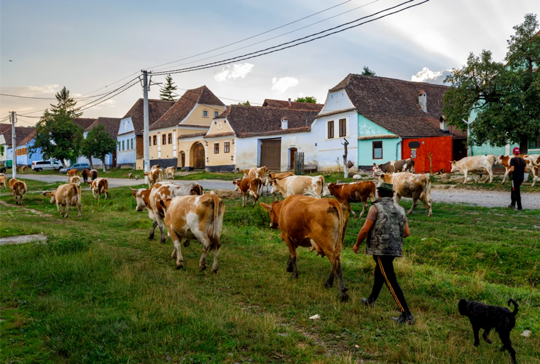 Satul Viscri încearcă să îmbine viața autentică de la sat cu turismul. 