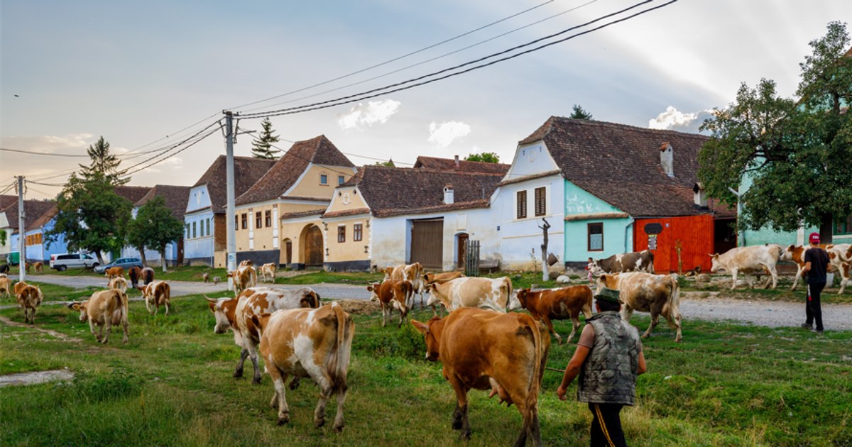Viscri, satul Regelui Charles, era pe lista demolărilor în comunism. Cum a devenit un model de dezvoltare rurală, care atrage 70.000 de turiști pe an