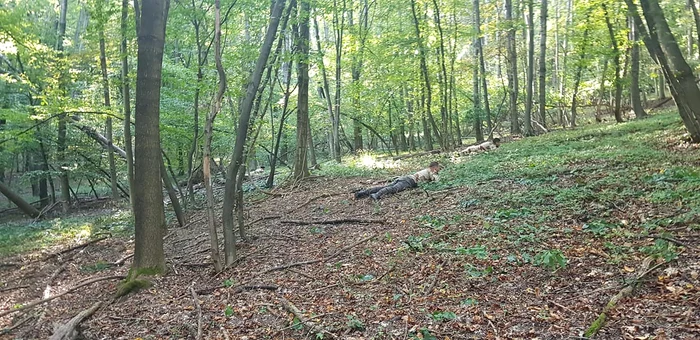 Potra la antrenamente în pădure. FOTO: Arhivă personală