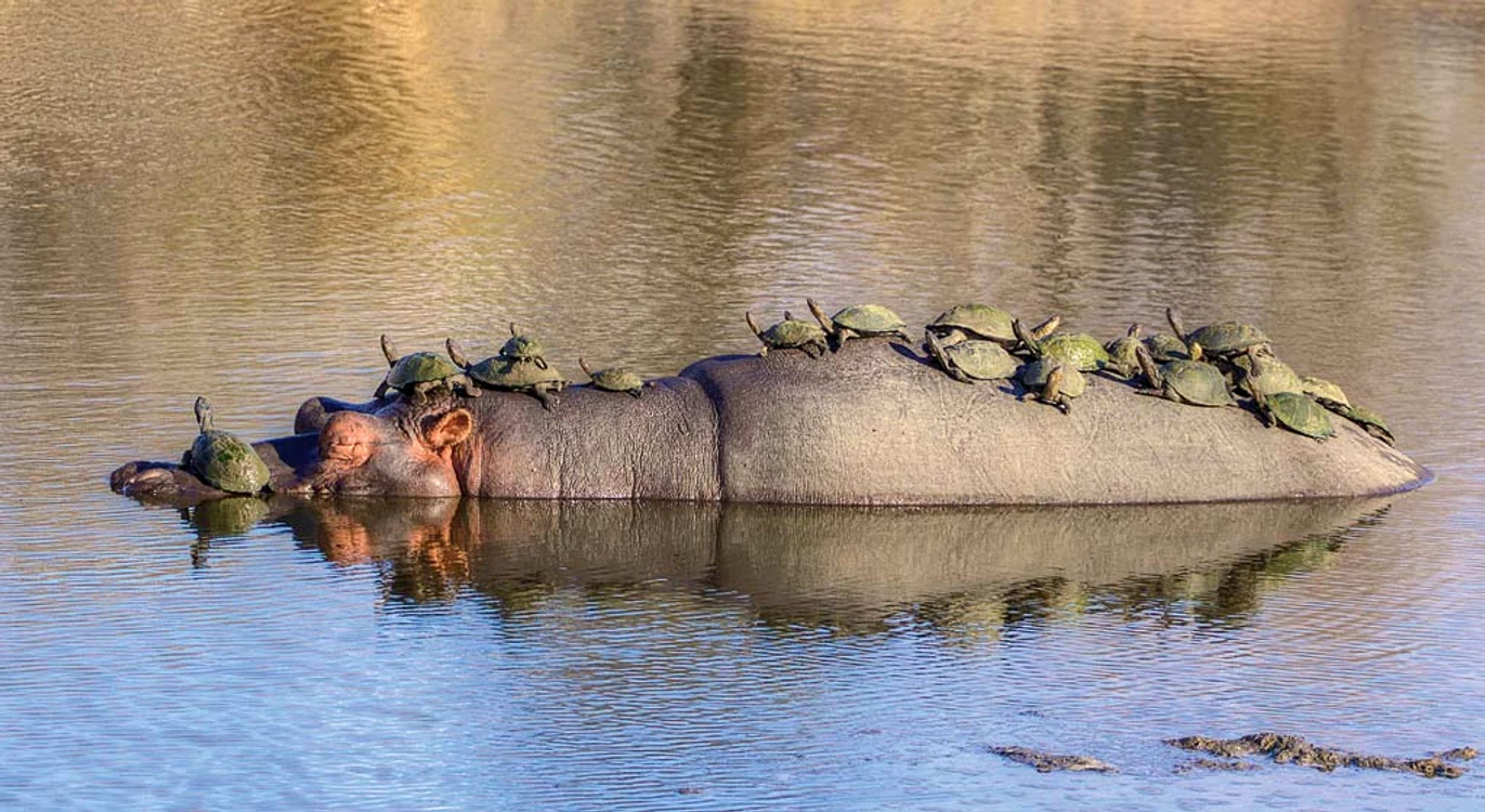 
    “Cui îi mai pasă de crocodili când avem bodyguard?”Fotografii: Photoland/Caters  