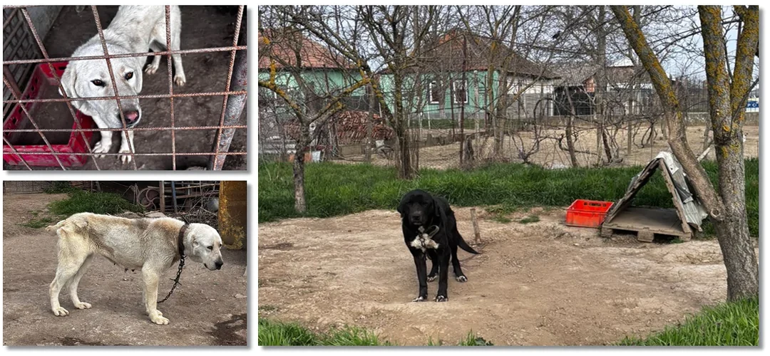 Descoperire cutremurătoare într-o gospodărie din Timiș: 43 de câini mutilați, ținuți în condiții jalnice. Animalele aveau urechile și cozi tăiate