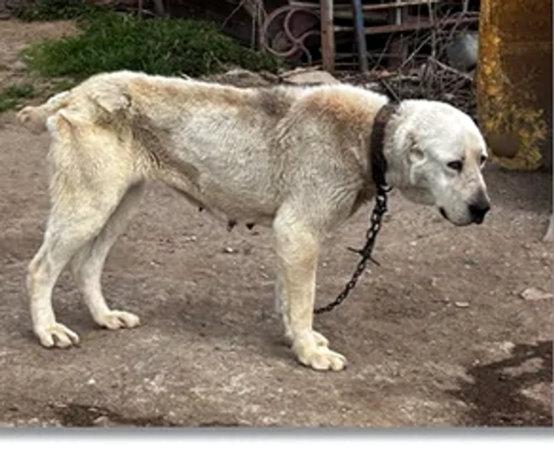 Multe dintre animale erau mutilate. FOTO Opinia Timișoarei