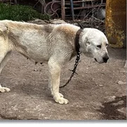 caini urechi taiate FOTO Opinia Timișoarei webp