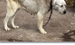 caini urechi taiate FOTO Opinia Timișoarei webp