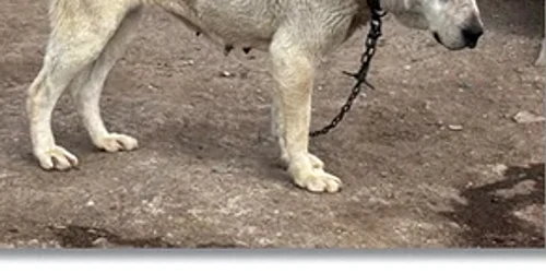 caini urechi taiate FOTO Opinia Timișoarei webp