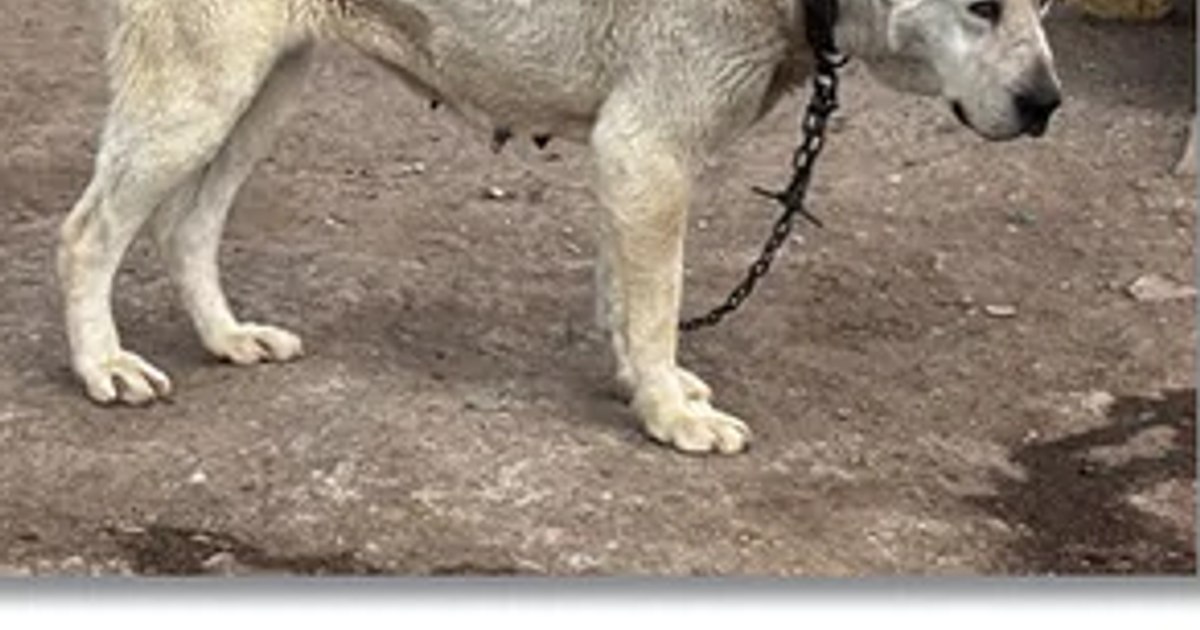 Șocant: 43 de câini mutilați găsiți într-o gospodărie din Timiș, trăind în condiții mizere.