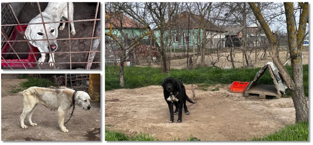 Descoperire cutremurătoare într-o gospodărie din Timiș: 43 de câini mutilați, ținuți în condiții jalnice. Animalele aveau urechile și cozi tăiate