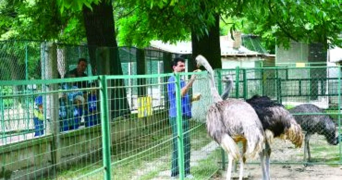 Craiova: Animalele de la ZOO au primit meniu de sărbătoare