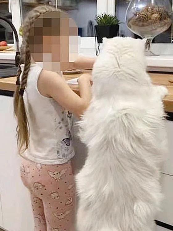 Când se ridică în două labe, pisica e la fel de înaltă ca mezina familiei
