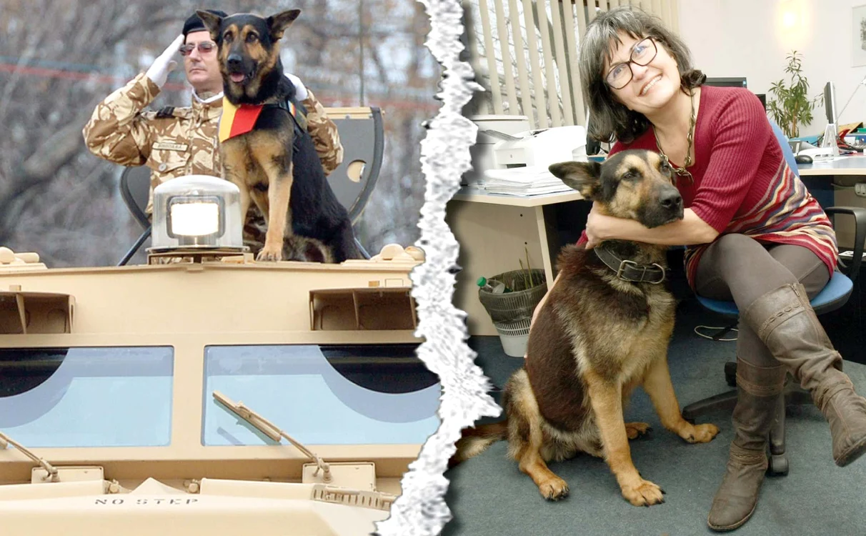 
    Max, la parada militară din 1 Decembrie 2013. Sorina Hanea, cea care l-a “adoptat” pe Max, speră ca  statul să decidă, într-o bună zi, să aibă grijă aşa cum se cuvine de animalele-eroi din armată, după pensionare Fotografii: Dorin Constanda  