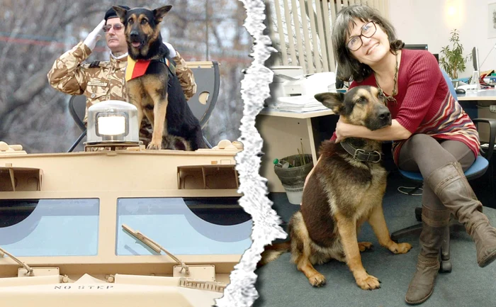 Max, la parada militară din 1 Decembrie 2013. Sorina Hanea, cea care l-a “adoptat” pe Max, speră ca statul să decidă, într-o bună zi, să aibă grijă aşa cum se cuvine de animalele-eroi din armată, după pensionare Fotografii: Dorin Constanda