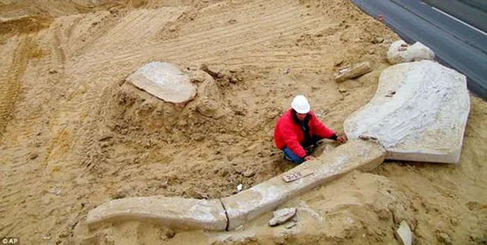 Scheletele a 75 de balene au fost descoperite în deşertul Atacama din Chile