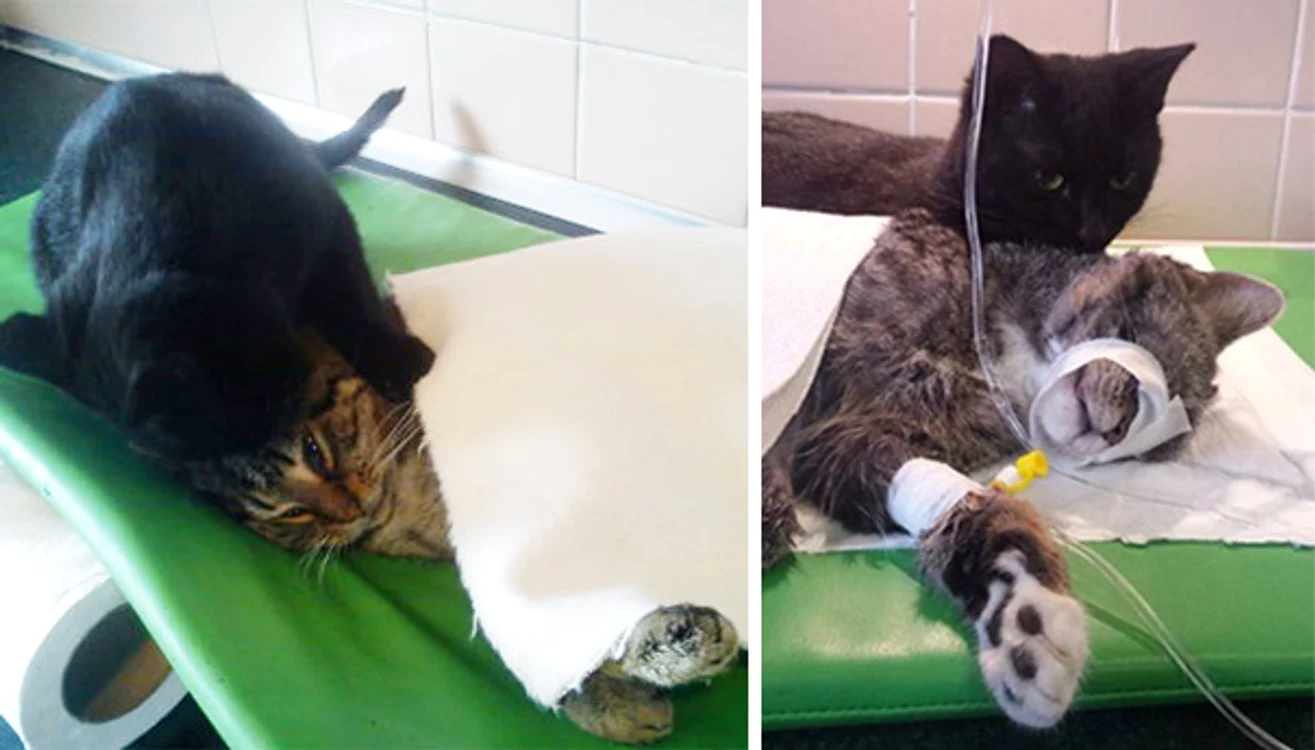 Radamenes stă mereu lângă un animal bolnav