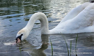 Raul Strei din Hunedoara, ocupat de lebede Foto Daniel Guță ADEVĂRUL (68) jpg