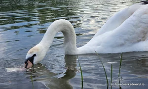 Raul Strei din Hunedoara, ocupat de lebede  Foto Daniel Guță ADEVĂRUL (68) jpg