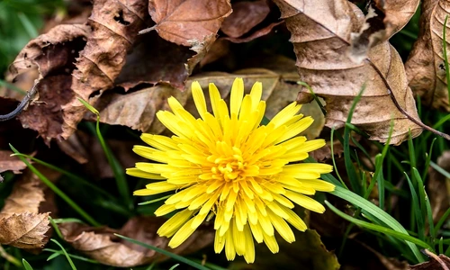 1 78661 original jpg jpeg