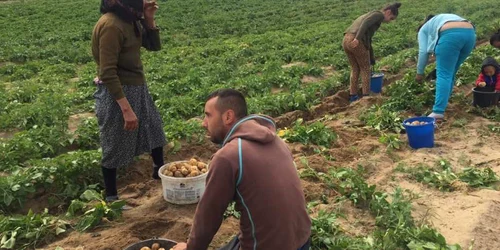 cartofi calarasi dolj FOTO Andreea Mitrache