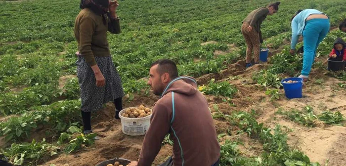 Cartoful nu mai este o cultură rentabilă pentru fermieri. FOTOArhivă Adevărul.