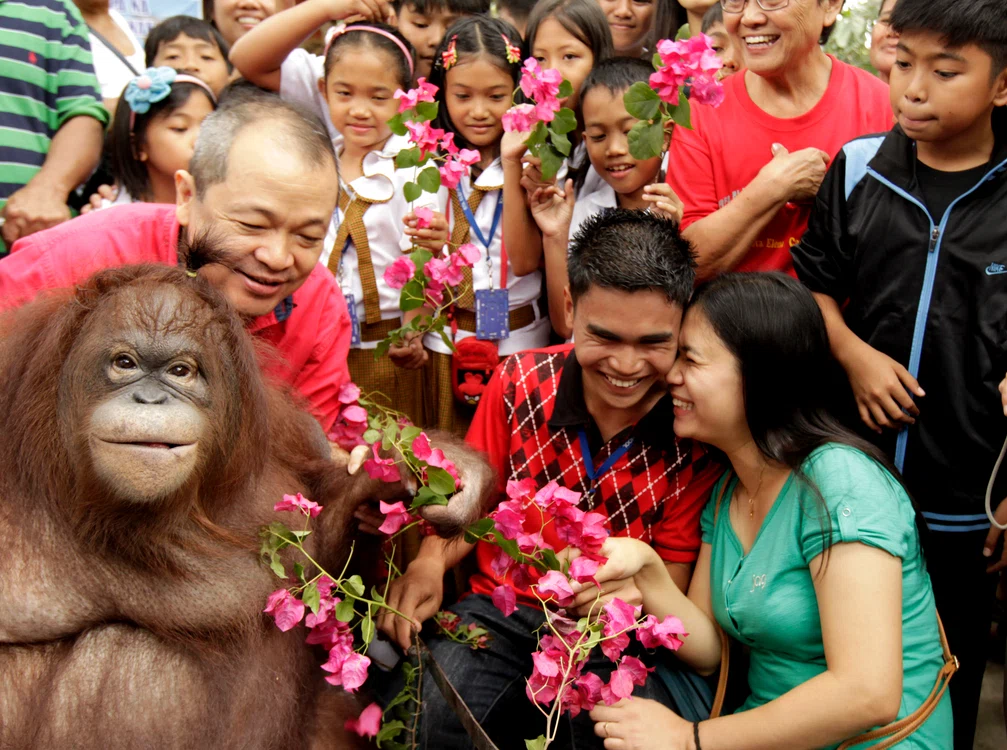 În Filipine, îndrăgostiţii au primit  binecuvântarea urangutanilor de la zoo. Foto: EPA - EFE