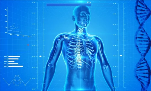 1 human skeleton 163715 1280 jpg jpeg