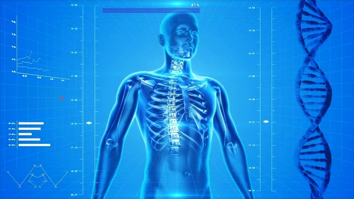 1 human skeleton 163715 1280 jpg jpeg