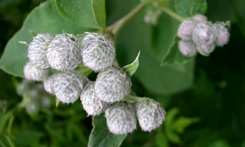 1 66979 original jpg jpeg