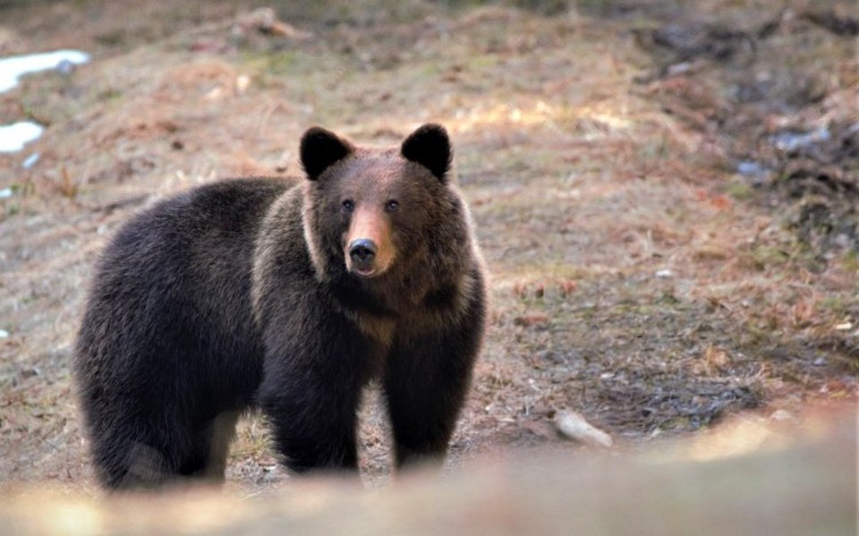 Urs observat pentru a doua oară în câteva zile, pe Transalpina. Locuitorii au primit meaj RO-ALERT