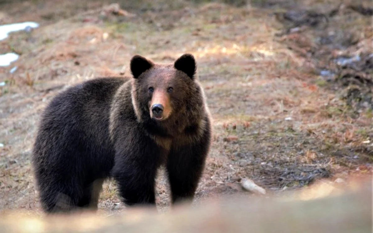 urs in parcul natural gradistea muncelului cioclovina foto ranger bogdan lut