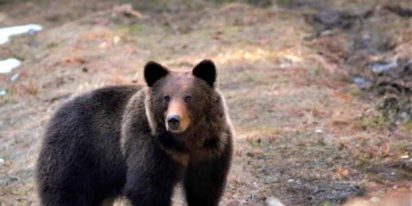 urs in parcul natural gradistea muncelului cioclovina foto ranger bogdan lut