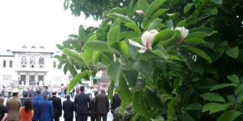 Florile de magnolii au înflorit din nou