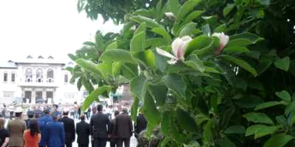 Florile de magnolii au înflorit din nou