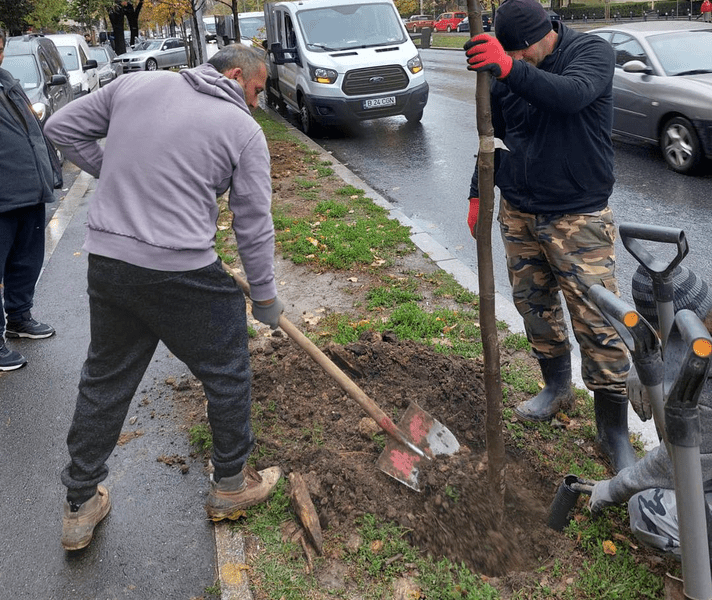 Peste 1.200 de copaci vor fi plantaţi în Sectorul 2