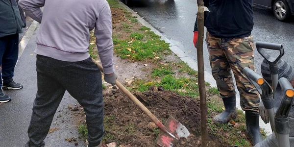 Peste 1 200 de copaci vor fi plantaţi în Sectorul 2 jpg