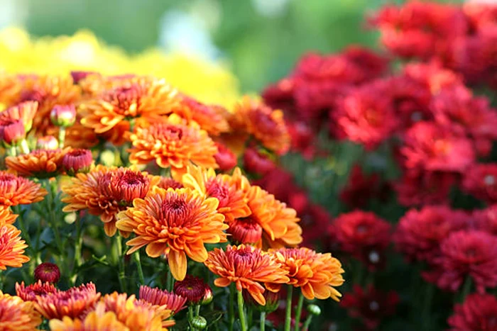 Crizantemele sunt o alegere perfectă în această toamnă / foto: IStock
