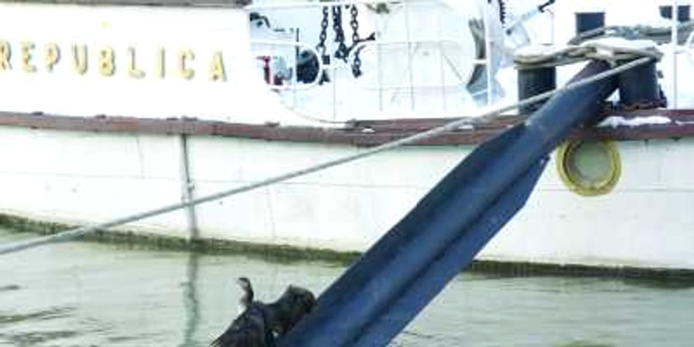 Cormoranii sunt hrăniţi de marinarii din portul Tulcea