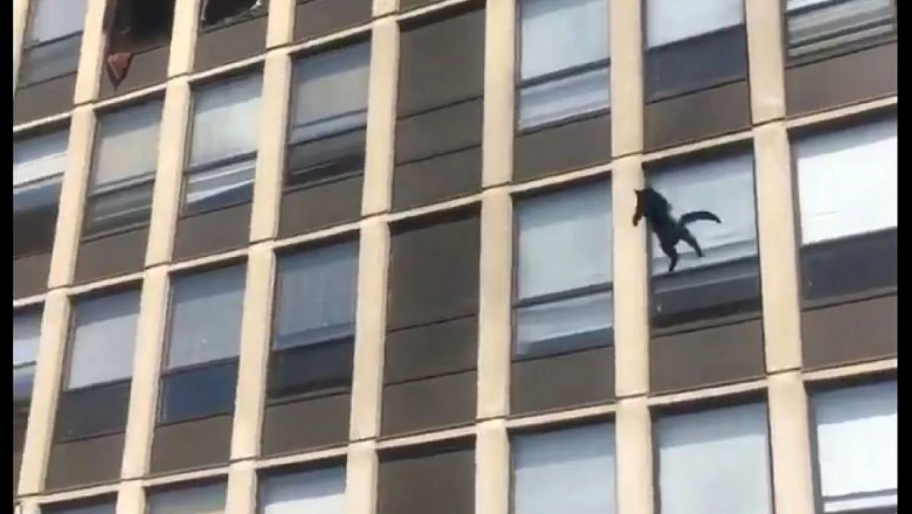 Pisica nu a fost rănită FOTO: Captură video