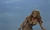 13 raquel welch11 jpg jpeg
