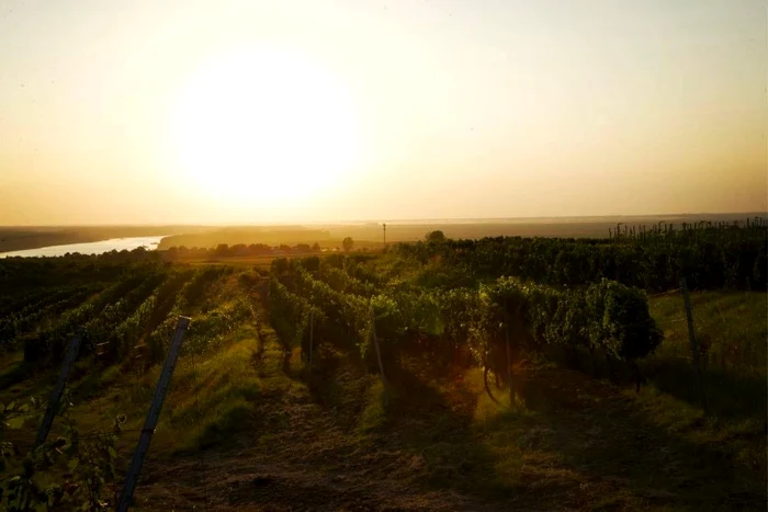 Strugure struguri ciorchine vie vin cramă podgorie Dobrogea Sursa Crama Rasova