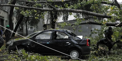 masini distruse de copaci galati