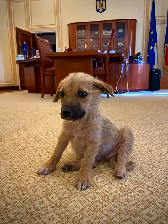 Câinele Max va duce o viață bună la Ministerul de Interne