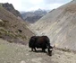 IMG 9528 JPG