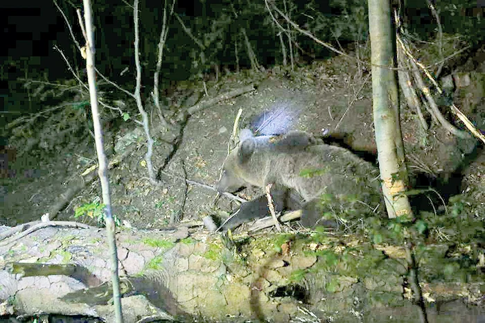 Pădurarii şi jandarmii montani l-au eliberat la timp pe animăluţ