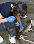Noi victime ale erupției Vezuviului, descoperite de arheologi (© Facebook / Pompeii - Parco Archeologico)