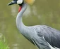 2 cocor incoronat shutterstock 143194702 jpg jpeg