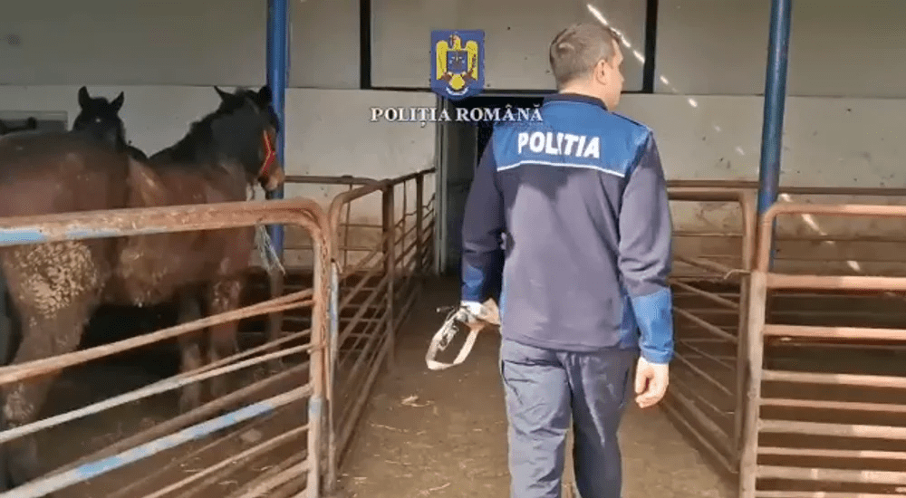 Certat cu familia, un bărbat beat s-a răzbunat pe cal. Acum este cercetat de Poliția Animalelor