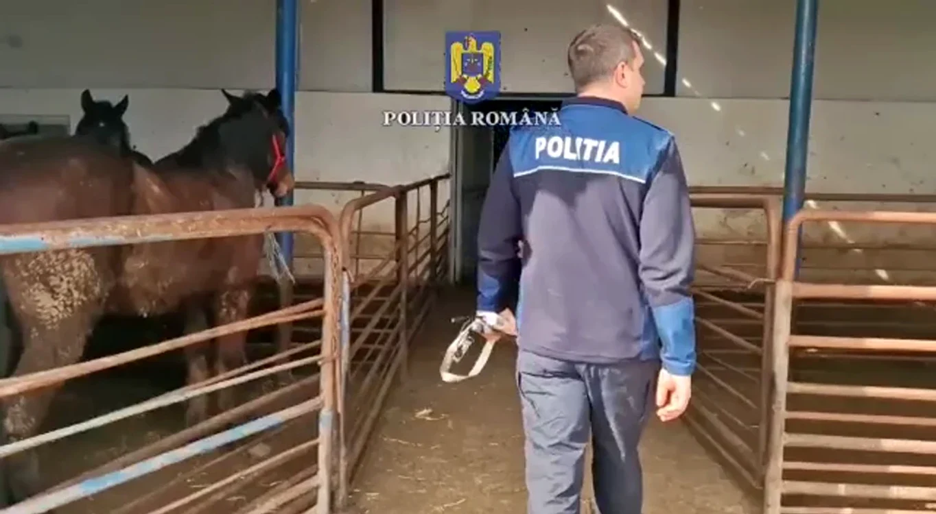 Cai în așteptarea sacrificării FOTO Poliția Română